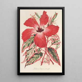 Charles Antoine Lemaire - Hibiscus et mieux Ibiscus Cooperi.webp