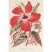 Maalauksen jäljennös Hibiscus ja parempi Ibiscus Cooperi - Charles Antoine Lemaire