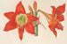 Hippeastrum Amaryllis pyrrochroum - Charles Antoine Lemaire — näkymä teoksesta