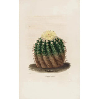 Charles Antoine Lemaire - Iconographie descriptive des cactees Pl04.webp