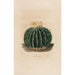 Ikonografinen kuvailevasta kaktusaiheesta Pl10 - Charles Antoine Lemaire — näkymä teoksesta