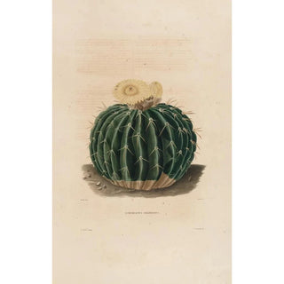 Charles Antoine Lemaire - Iconographie descriptive des cactees Pl10.webp