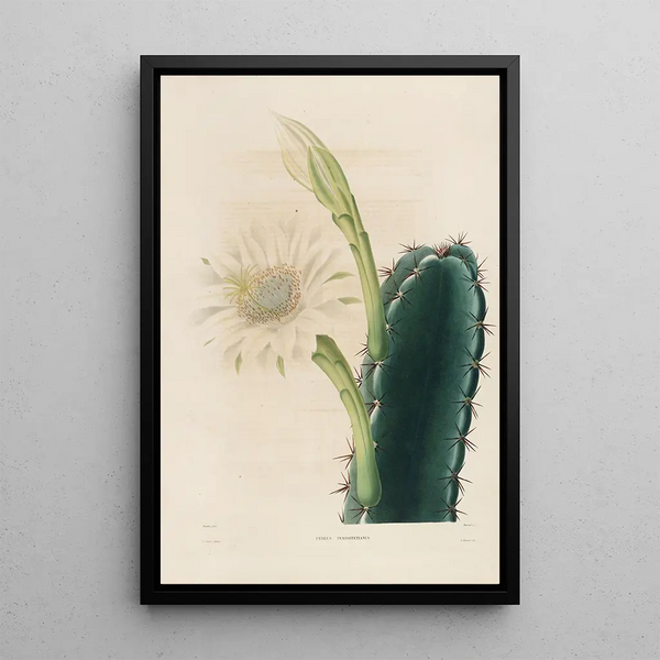 Charles Antoine Lemaire - Iconographie descriptive des cactees Pl11.webp