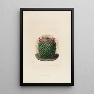 Charles Antoine Lemaire - Iconographie descriptive des cactees Pl12.webp