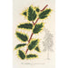 Ilex aquifolium - Charles Antoine Lemaire — näkymä teoksesta