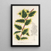 Ilex aquifolium - Charles Antoine Lemaire — kehystetty taideteos seinällä