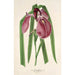 Iris Kaempferi Siebold - Charles Antoine Lemaire — näkymä teoksesta