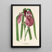 Iris Kaempferi Siebold - Charles Antoine Lemaire — kehystetty taideteos seinällä
