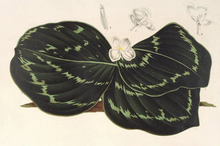 Charles Antoine Lemaire - Kmpferia Koscoeana.webp