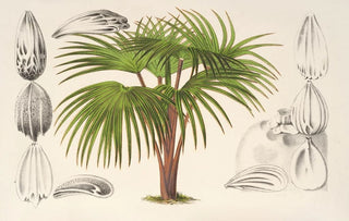 Charles Antoine Lemaire - Latania Verschaffeltii.webp