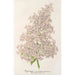 Maalauksen jäljennös Lilas Ambroise Verschaffelt - Charles Antoine Lemaire