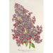 Maalauksen jäljennös Lilas President Massart - Charles Antoine Lemaire
