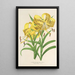 Maalauksen jäljennös Lilium Leichtlinii - Charles Antoine Lemaire