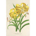 Maalauksen jäljennös Lilium Leichtlinii - Charles Antoine Lemaire