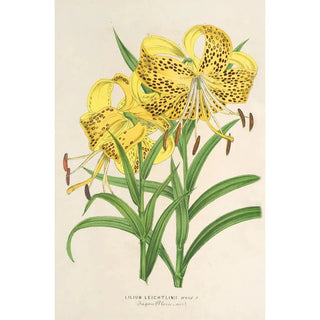 Charles Antoine Lemaire - Lilium Leichtlinii.webp