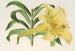 Lilium neilgherricum - Charles Antoine Lemaire — näkymä teoksesta