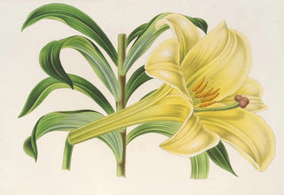 Charles Antoine Lemaire - Lilium Neilgerricum.webp