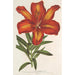 Lilium formosum - Charles Antoine Lemaire — näkymä teoksesta