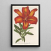 Lilium formosum - Charles Antoine Lemaire — kehystetty taideteos seinällä