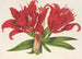 Lilium fulgens Ch Morr var staminosum - Charles Antoine Lemaire — näkymä teoksesta