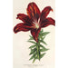 Maalauksen jäljennös Lilium haematochroum hybridum - Charles Antoine Lemaire