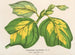 Liriodendron tulipifera - Charles Antoine Lemaire — näkymä teoksesta
