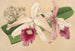 Lélia purpurata var. Nelisii - Charles Antoine Lemaire — näkymä teoksesta