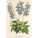 Lobelia coronopifolia - Charles Antoine Lemaire — näkymä teoksesta