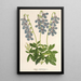 Lobelia coronopifolia - Charles Antoine Lemaire — kehystetty taideteos seinällä