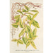 Lonicera periclymenum aureum - Charles Antoine Lemaire — näkymä teoksesta