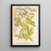 Lonicera periclymenum aureum - Charles Antoine Lemaire — kehystetty taideteos seinällä