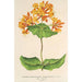 Maalauksen jäljennös Lonicera sempervirens Plantierensis - Charles Antoine Lemaire