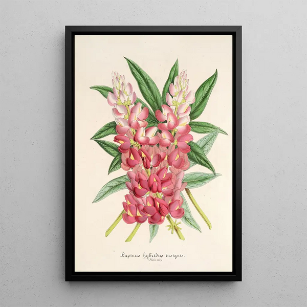 Charles Antoine Lemaire - Lupinus insignis hybridus.webp