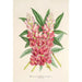 Maalauksen jäljennös Lupinus insignis hybridus - Charles Antoine Lemaire