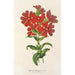 Lychnis Haagena - Charles Antoine Lemaire — näkymä teoksesta