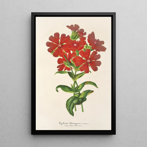 Charles Antoine Lemaire - Lychnis Haagena.webp