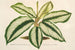Maranta Baraquinii - Charles Antoine Lemaire — näkymä teoksesta