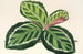 Maranta illustris - Charles Antoine Lemaire — näkymä teoksesta