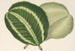 Maranta virginalis - Charles Antoine Lemaire — näkymä teoksesta