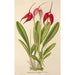 Masdevallia Lindeni - Charles Antoine Lemaire — näkymä teoksesta