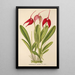 Masdevallia Lindeni - Charles Antoine Lemaire — kehystetty taideteos seinällä