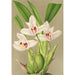 Maalauksen jäljennös Maxillaria grandiflora - Charles Antoine Lemaire