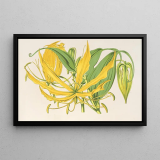 Charles Antoine Lemaire - Methonica grandiflora.webp