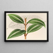 Miconia pulverulenta v trifasciata - Charles Antoine Lemaire — kehystetty taideteos seinällä