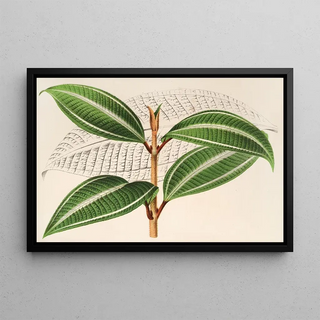 Charles Antoine Lemaire - Miconia pulverulenta v trifasciata.webp