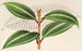 Miconia pulverulenta v trifasciata - Charles Antoine Lemaire — näkymä teoksesta