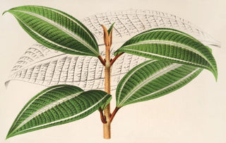 Charles Antoine Lemaire - Miconia pulverulenta v trifasciata.webp