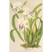Miltonia cereola - Charles Antoine Lemaire — näkymä teoksesta