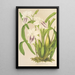 Miltonia cereola - Charles Antoine Lemaire — kehystetty taideteos seinällä