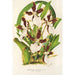 Miltonia cuneata - Charles Antoine Lemaire — näkymä teoksesta